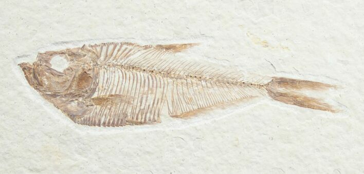 Diplomystus Fossil Fish - Wyoming #7567